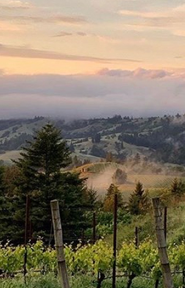 hirsch vineyards